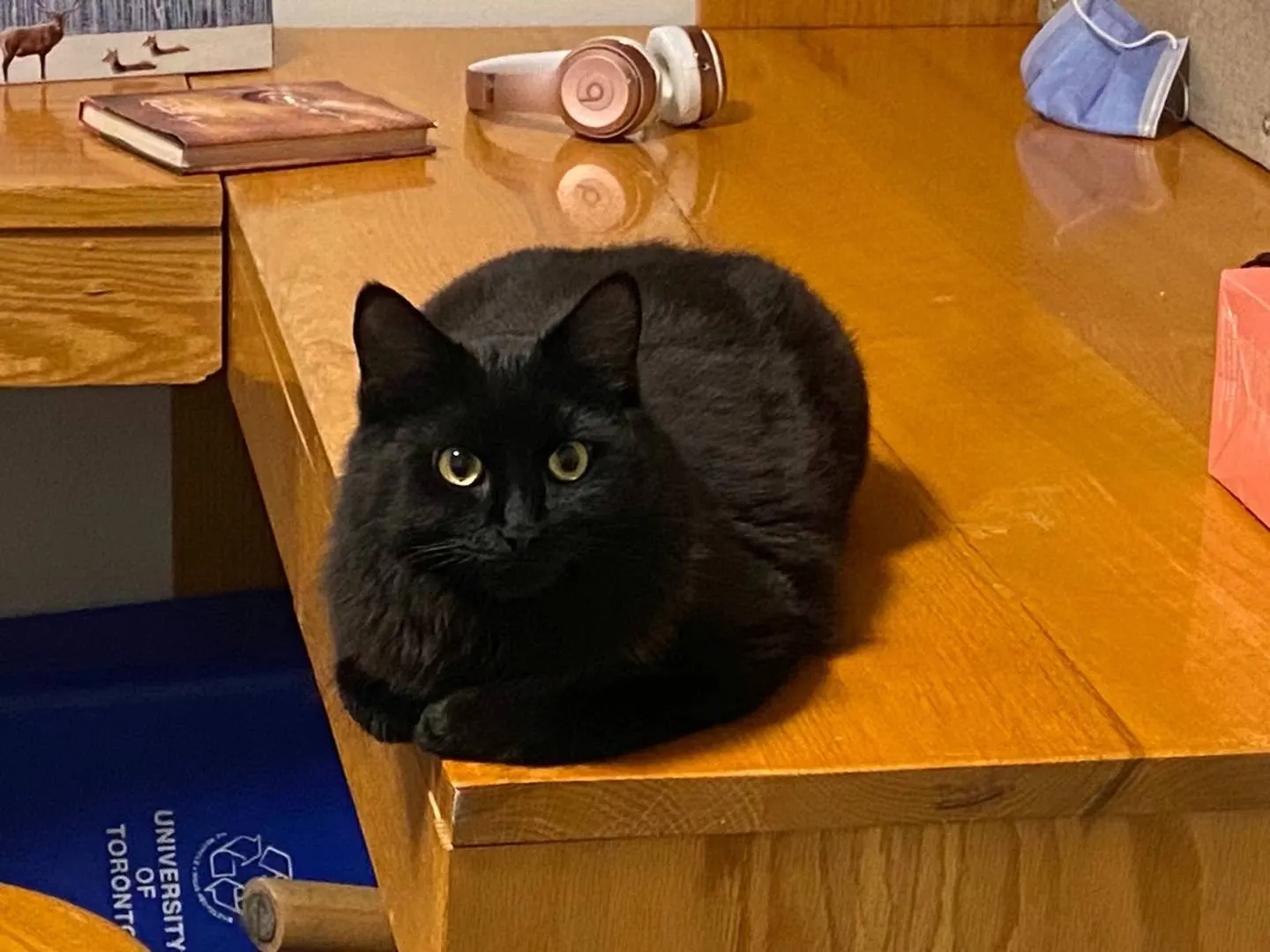 A black cat sitting on a desk, staring at the camera